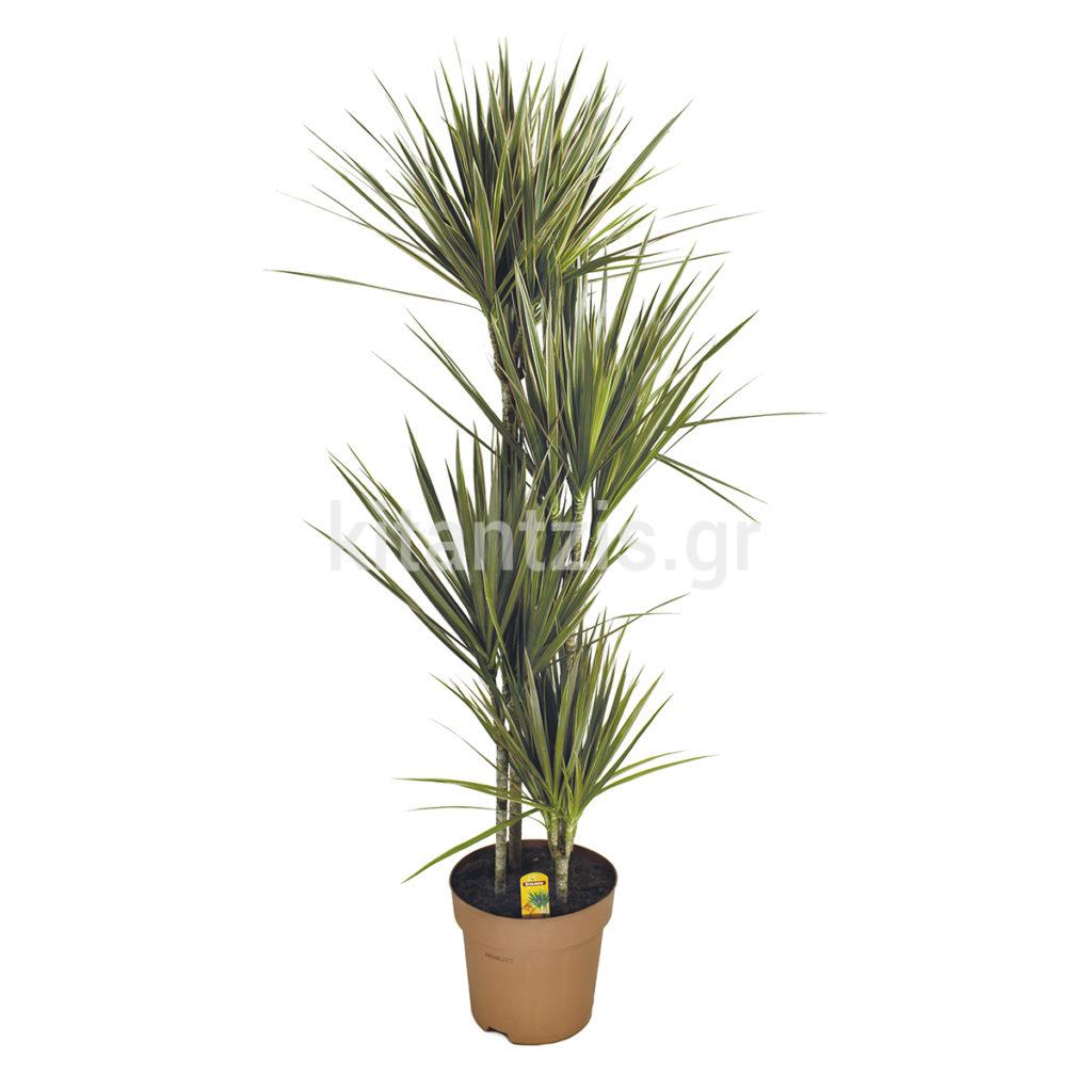 Dracaena Marginata | Δράκαινα Μαρτζινάτα – 4 φυτά – Kitantzis
